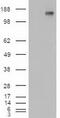 Patched 1 antibody, TA500122S, Origene, Western Blot image 