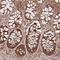 Mitochondrial Ribosome Recycling Factor antibody, NBP2-33481, Novus Biologicals, Immunohistochemistry frozen image 