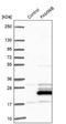 Cytosolic Iron-Sulfur Assembly Component 2B antibody, NBP1-88091, Novus Biologicals, Western Blot image 