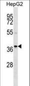 RALY Heterogeneous Nuclear Ribonucleoprotein antibody, LS-C162423, Lifespan Biosciences, Western Blot image 