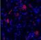 Glutamate Metabotropic Receptor 1 antibody, PA5-22800, Invitrogen Antibodies, Immunofluorescence image 