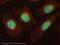 DNA Methyltransferase 1 antibody, ab19905, Abcam, Immunofluorescence image 