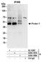 Proline Rich 5 antibody, A304-187A, Bethyl Labs, Immunoprecipitation image 