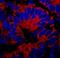 Inositol 1,4,5-Trisphosphate Receptor Type 3 antibody, NBP1-21399, Novus Biologicals, Immunocytochemistry image 