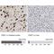 PC4 And SFRS1 Interacting Protein 1 antibody, NBP1-87885, Novus Biologicals, Immunohistochemistry paraffin image 