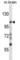 PEAK1 Related, Kinase-Activating Pseudokinase 1 antibody, abx028194, Abbexa, Western Blot image 