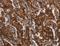 Major Facilitator Superfamily Domain Containing 2A antibody, LS-B15813, Lifespan Biosciences, Immunohistochemistry frozen image 