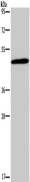 Glucagon Receptor antibody, CSB-PA222690, Cusabio, Western Blot image 