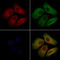 Oxysterol-binding protein-related protein 2 antibody, GTX00814, GeneTex, Immunofluorescence image 