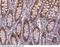 COMM domain-containing protein 9 antibody, 14570-R002, Sino Biological, Immunohistochemistry frozen image 