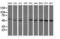Beclin 1 antibody, LS-C172805, Lifespan Biosciences, Western Blot image 