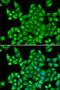 Dehydrogenase/Reductase 9 antibody, LS-B15598, Lifespan Biosciences, Immunofluorescence image 