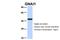 G Protein Subunit Alpha I1 antibody, NBP1-52926, Novus Biologicals, Western Blot image 