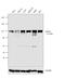 Adenosine Deaminase RNA Specific antibody, PA5-21369, Invitrogen Antibodies, Western Blot image 