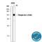 Vav Guanine Nucleotide Exchange Factor 1 antibody, MAB37861, R&D Systems, Western Blot image 