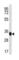 Thioredoxin Related Transmembrane Protein 1 antibody, abx034708, Abbexa, Western Blot image 