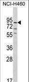 Pleckstrin Homology And RhoGEF Domain Containing G6 antibody, LS-C164723, Lifespan Biosciences, Western Blot image 