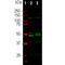 RNA Binding Fox-1 Homolog 3 antibody, M11954-2, Boster Biological Technology, Western Blot image 