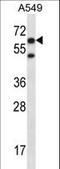 Checkpoint With Forkhead And Ring Finger Domains antibody, LS-C168728, Lifespan Biosciences, Western Blot image 