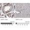 Cap Methyltransferase 1 antibody, NBP1-83046, Novus Biologicals, Immunohistochemistry paraffin image 