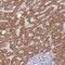 TOPAZ1 antibody, PA5-62297, Invitrogen Antibodies, Immunohistochemistry paraffin image 
