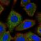 Fanconi anemia group G protein antibody, HPA045335, Atlas Antibodies, Immunofluorescence image 