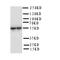 Cytochrome P450 Family 11 Subfamily A Member 1 antibody, LS-C312850, Lifespan Biosciences, Western Blot image 