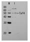 TATA-Box Binding Protein Associated Factor 4 antibody, GTX64179, GeneTex, Western Blot image 