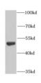 Eukaryotic Translation Elongation Factor 1 Gamma antibody, FNab02650, FineTest, Western Blot image 