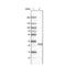 Lymphocyte Antigen 6 Family Member K antibody, NBP2-36763, Novus Biologicals, Western Blot image 