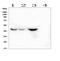 Indoleamine 2,3-Dioxygenase 2 antibody, GTX11947, GeneTex, Western Blot image 