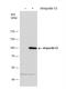 Importin 13 antibody, NBP2-14994, Novus Biologicals, Western Blot image 