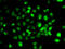 Protein Phosphatase 2 Scaffold Subunit Abeta antibody, 22-420, ProSci, Immunofluorescence image 