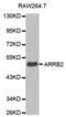 Arrestin Beta 2 antibody, abx000571, Abbexa, Western Blot image 