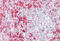 Septin 1 antibody, MBS248918, MyBioSource, Immunohistochemistry frozen image 