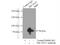 TBC1 Domain Family Member 23 antibody, 17002-1-AP, Proteintech Group, Immunoprecipitation image 