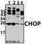 DNA Damage Inducible Transcript 3 antibody, A00311-3, Boster Biological Technology, Western Blot image 