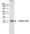 Histone H3 antibody, TA347185, Origene, Western Blot image 