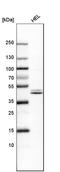 Nuclear Factor, Erythroid 2 antibody, HPA001914, Atlas Antibodies, Western Blot image 