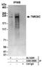 Trinucleotide Repeat Containing Adaptor 6C antibody, A303-969A, Bethyl Labs, Immunoprecipitation image 