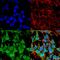 Gamma-Aminobutyric Acid Type A Receptor Alpha5 Subunit antibody, GTX17517, GeneTex, Immunofluorescence image 