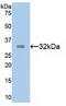 Transmembrane Protein With EGF Like And Two Follistatin Like Domains 1 antibody, MBS2006055, MyBioSource, Western Blot image 