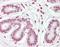 Zinc Finger And BTB Domain Containing 2 antibody, orb96292, Biorbyt, Immunohistochemistry paraffin image 