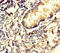 Spermidine Synthase antibody, A53881-100, Epigentek, Immunohistochemistry paraffin image 