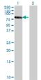 Retinoid X Receptor Beta antibody, H00006257-M01, Novus Biologicals, Western Blot image 