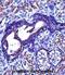 Actin Gamma 2, Smooth Muscle antibody, abx027450, Abbexa, Immunohistochemistry paraffin image 