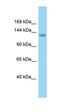 SR-Related CTD Associated Factor 8 antibody, orb324901, Biorbyt, Western Blot image 