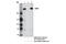 Chromodomain Helicase DNA Binding Protein 4 antibody, 11912S, Cell Signaling Technology, Immunoprecipitation image 