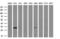 NSE2 (MMS21) Homolog, SMC5-SMC6 Complex SUMO Ligase antibody, GTX83996, GeneTex, Western Blot image 