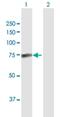 Paralemmin 2 antibody, H00114299-D01P, Novus Biologicals, Western Blot image 